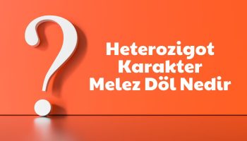 Heterozigot Karakter Melez Döl Nedir? Merak Ediyormusunuz